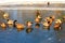 A flock of ducks with beautiful feathers sit on the ice of a frozen lake in winter, a waterfowl