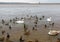 A flock of ducks and a family of swans on the river bank