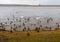 A flock of ducks and a family of swans on the river bank