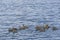 A flock of ducks floating in water