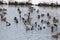 A flock of ducks floating in  water in winter