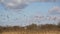 Flock of ducks flying above the marsh