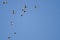 Flock of Ducks Flying in a Blue Sky