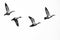 Flock of Ducks Flying on a White Background