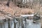 Flock of ducks in a freezing pond, the beginning of winter.