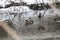 Flock ducks on frozen pond in snowy park. wintering ducks.