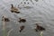 A flock of ducks, including ducklings, on the Leeds and Liverpool canal