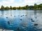 Flock of ducks on a landmark city lake