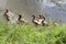 The flock of ducks is living on edge of canal.