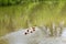 The flock of ducks is living on edge of canal.