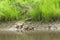 The flock of ducks is living on edge of canal.