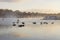 Flock of ducks in misty waters early dawn. Boats and city landscape.