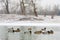 Flock of ducks in nature