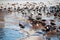 Flock of ducks near water glade in frozen lake in cold winter da