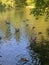 Flock of ducks peacefully gliding across a serene river