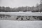 Flock of ducks playing and floating on winter ice frozen city park pond.