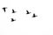 Flock of Ducks Silhouetted on a White Background