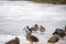 Flock of ducks standing on ice