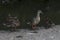 A flock of ducks standing on the shore