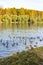Flock of ducks swim in pond in city park in autumn
