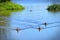 Flock of ducks swimming in a lake in Travis Wetland Nature Heritage Park in New Zealand