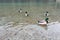 A flock of ducks swims in a clear mountain lake