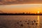 A flock of ducks swims at dawn in the city lake