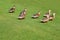 Flock of ducks walking in garden green grass