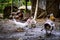 flock of ducks walking after getting food