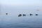 flock of ducks on the water at dawn, autumn, Gulf of Finland