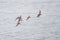 Flock of dunlin