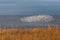 Flock of Dunlin