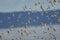 Flock of Dunlin Calidris alpina