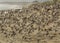 Flock of Dunlin Calidris alpina taking flight