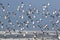 Flock of Dunlin in Flight