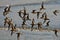 Flock Dunlin In Flight