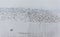 Flock of dunlin shorebird