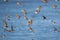 Flock of Dunlins