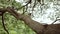 Flock dusky leaf monkey climbing on tree branch