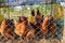 Flock of egg chicken raised in cage at farm