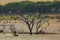 Flock Egret in landscape.La Pampa