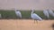 Flock of Egrets fishing in Sunrise
