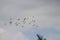 A flock of egrets flying up the sky to make it to their nests by the sunset. It is always a pleasure watching them fly