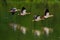 Flock of egyptian goose flying over lake