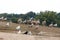 Flock of Egyptian goose on a hill on a cloudy day