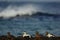 Flock of Eiders on coast