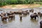 Flock of elefants are bathing in the river