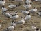 A flock of elegant terns