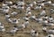 A flock of elegant terns