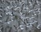 A flock of elegant terns take flight over water